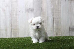 Maltese – 33186
