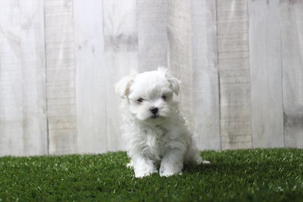 [#261664-01] White F Maltese Puppies For Sale