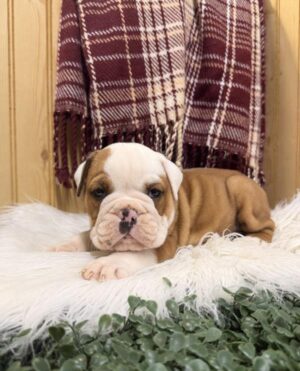 Petland Kennesaw, Georgia English Bulldog puppy available