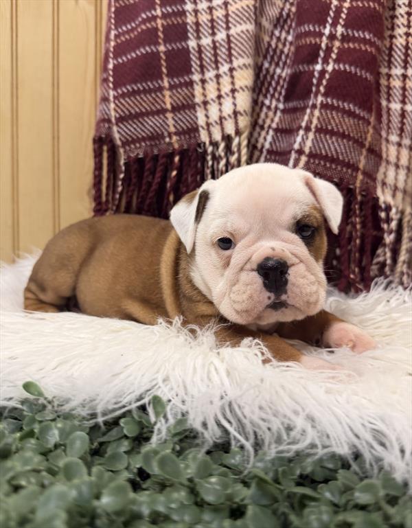 [#261593-06] Red / White F English Bulldog  Puppies For Sale
