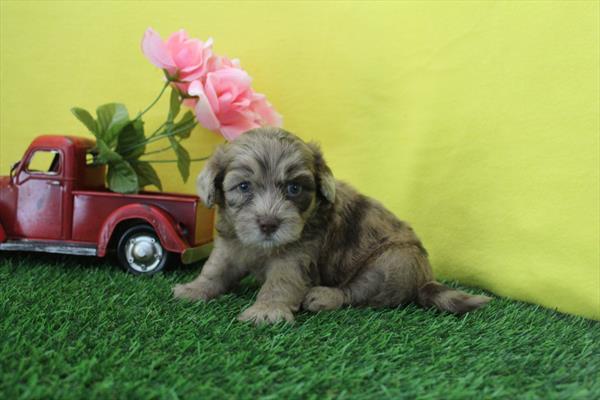 [#261486-06] Chocolate Merle F ShihPoo Puppies For Sale