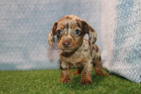 [#261505-03] Blue Dapple M Dachshund Puppies For Sale