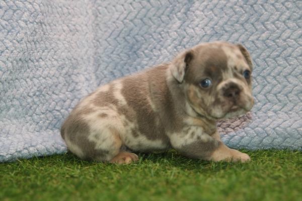 [#261554-01] Lilac / Tan M French Bulldog Puppies For Sale