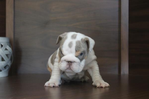 [#261999-01] Lilac / White M English Bulldog  Puppies For Sale