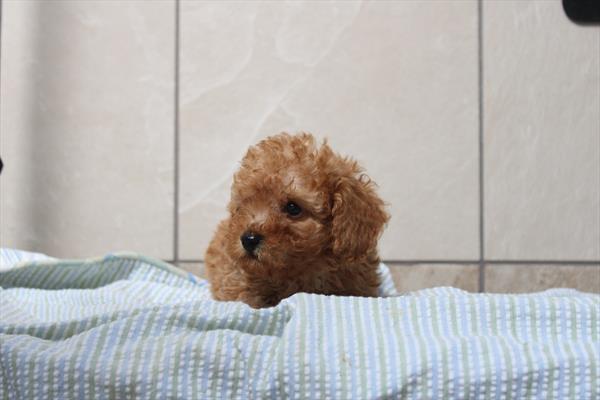 [#261506-02] Red M Poodle Mini Puppies For Sale