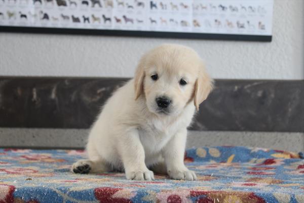 [#261670-03] Light Golden M Golden Retriever Puppies For Sale