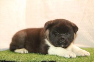 Petland Kennesaw, Georgia Akita puppy available