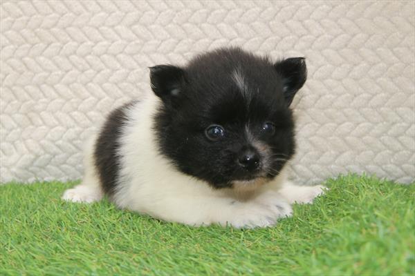 [#261454-02] Black / White F Pomeranian Puppies For Sale