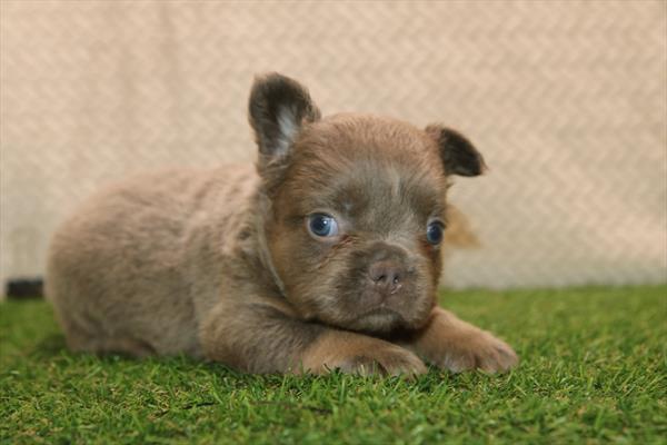 [#261556-02] Lilac / Tan M French Bulldog Puppies For Sale