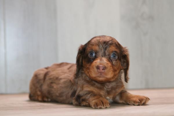 [#261566-01] Chocolate / Tan M Dachshund Puppies For Sale