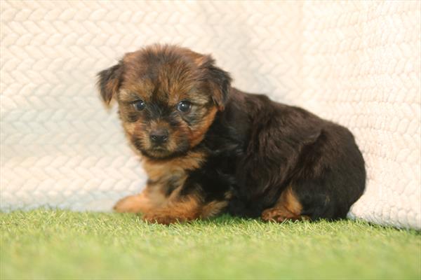 [#261565-02] Black / Tan M Yorkshire Terrier Puppies For Sale