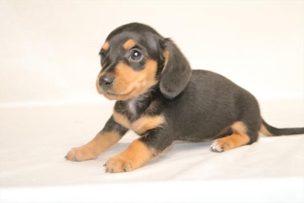 [#261561-02] Black / Tan M Dachshund Puppies For Sale
