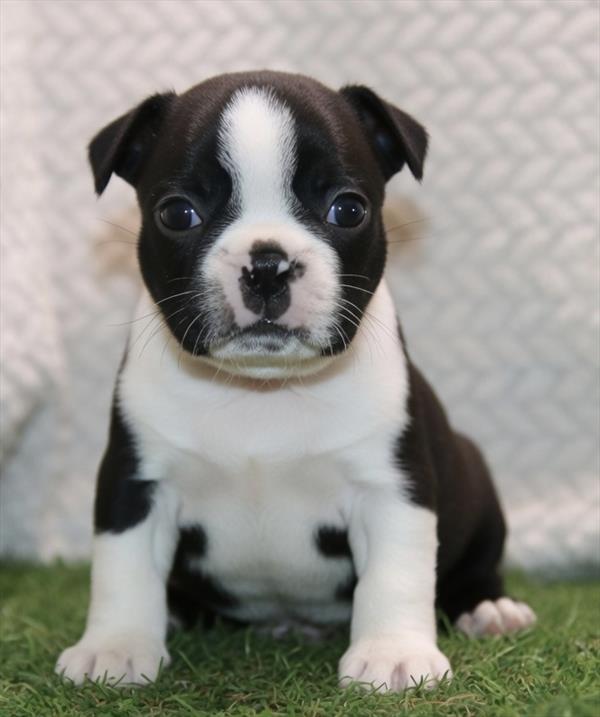 [#261341-01] Black / White M Boston Terrier Puppies For Sale
