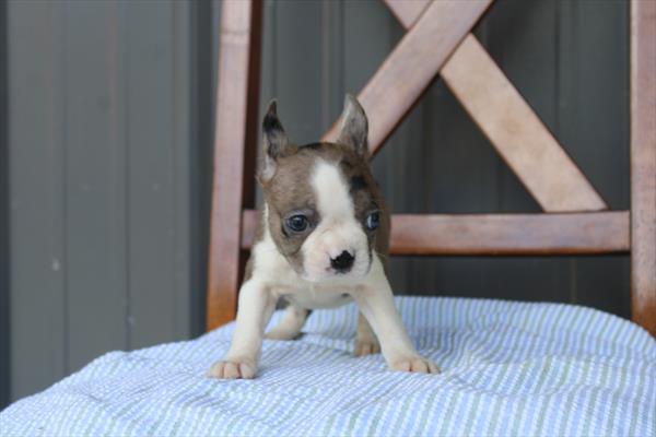[#261614-06] Blue Merle F Boston Terrier Puppies For Sale