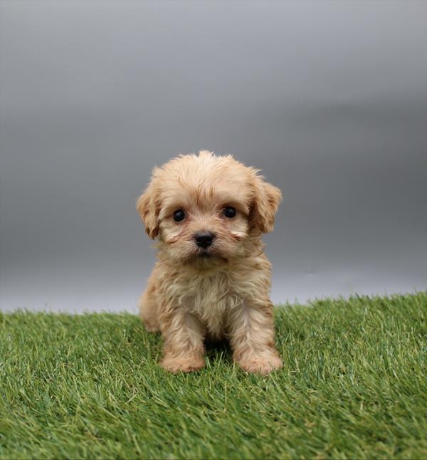 [#261574-04] Apricot F Cavachon Puppies For Sale