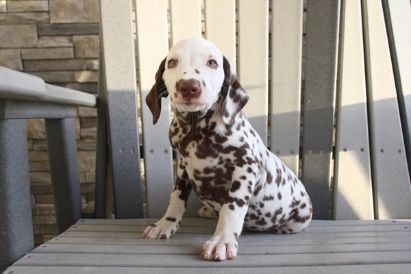 [#261776-03] White / Black F Dalmatian Puppies For Sale