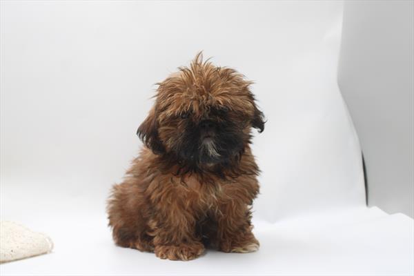 [#261291-04] Apricot F Shih Tzu Puppies For Sale