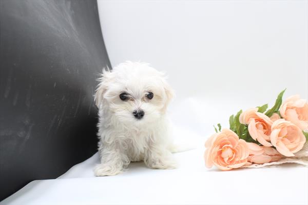 [#261568-04] White F Maltese Puppies For Sale