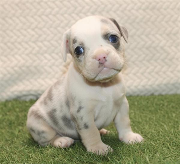 [#261521-05] Blue Merle / White F Beabull 3/4 Puppies For Sale