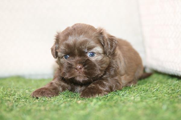 [#261540-04] Brown / White M Shih Tzu Puppies For Sale