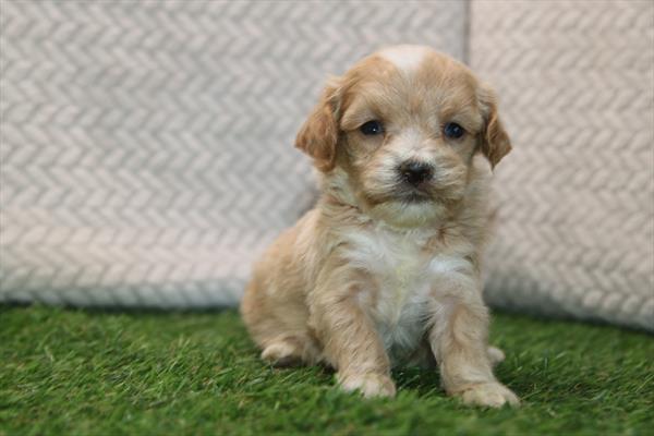 [#261553-06] Cream F Maltipoo Puppies For Sale