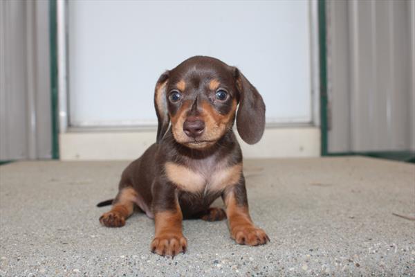 [#261785-03] Chocolate / Tan F Dachshund Puppies For Sale