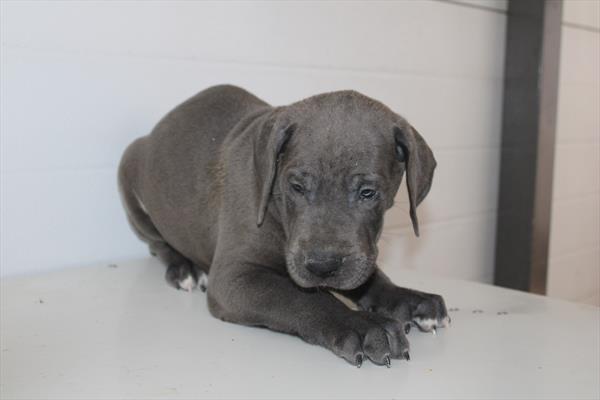 [#261906-01] Blue M Great Dane Puppies For Sale