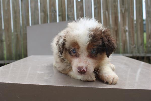 [#261774-02] Red Merle M Miniature Australian Shepherd Puppies For Sale