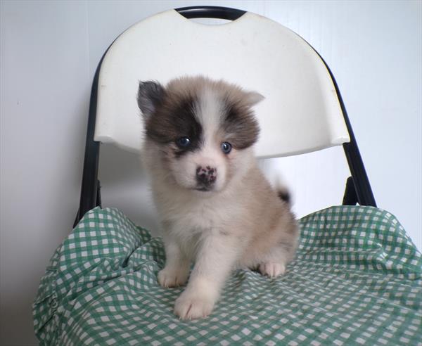 [#261921-02] Blue F Pomsky Puppies For Sale