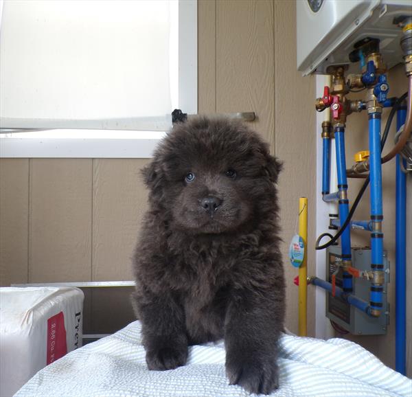 [#262042-01] Blue M Chow Chow Puppies For Sale