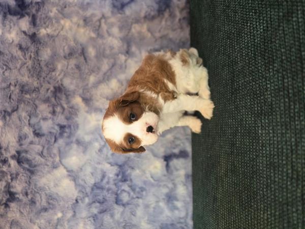 [#261547-02] Blenheim M Cavalier King Charles Spaniel Puppies For Sale