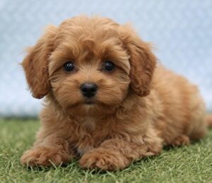 Petland Kennesaw, Georgia Cavapoo puppy available