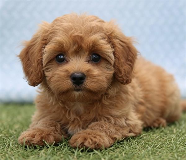 [#261514-01] Red / White M Cavapoo Puppies For Sale