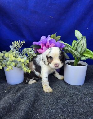 Petland Kennesaw, Georgia Cocker Spaniel puppy available