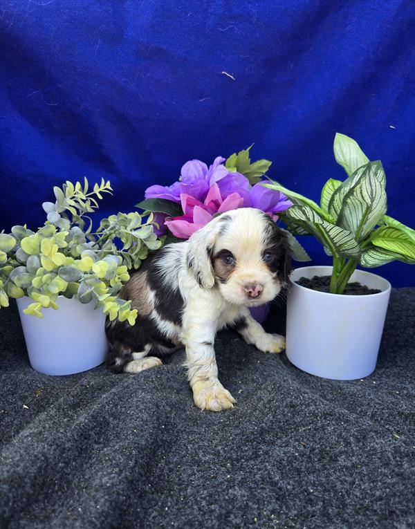 [#261917-05] Merle F Cocker Spaniel Puppies For Sale