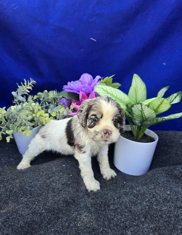 [#261917-08] Merle F Cocker Spaniel Puppies For Sale