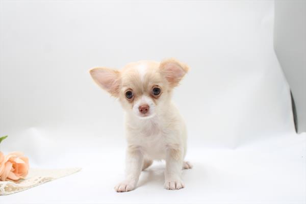 [#261346-03] Cream F Chihuahua Puppies For Sale