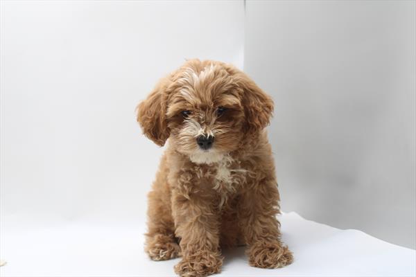 [#261741-01] Buff M Cock A Poo Puppies For Sale