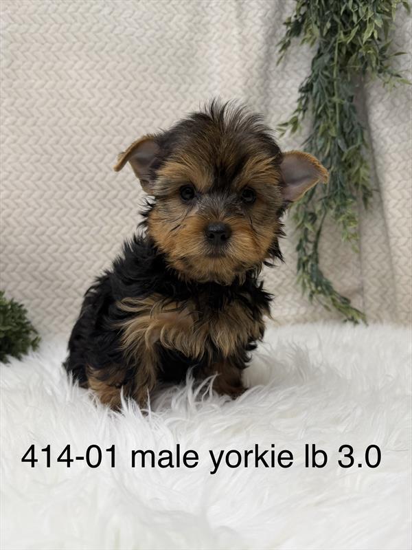 [#261414-01] Black / Tan M Yorkshire Terrier Puppies For Sale