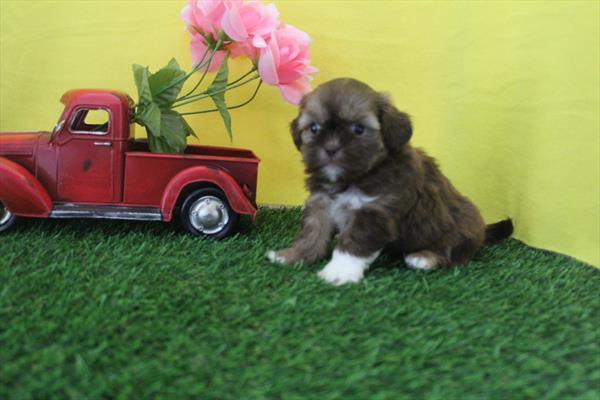 [#261642-09] Red Chocolate F Shih Tzu Puppies For Sale