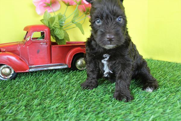 [#261640-04] Chocolate F Miniature Schnauzer Puppies For Sale
