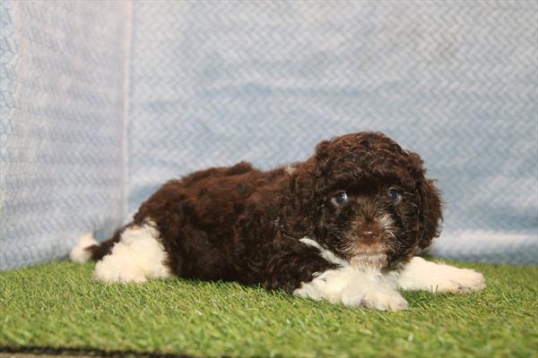 [#26247-02] Chocolate / White M Labradoodle Mini Puppies For Sale
