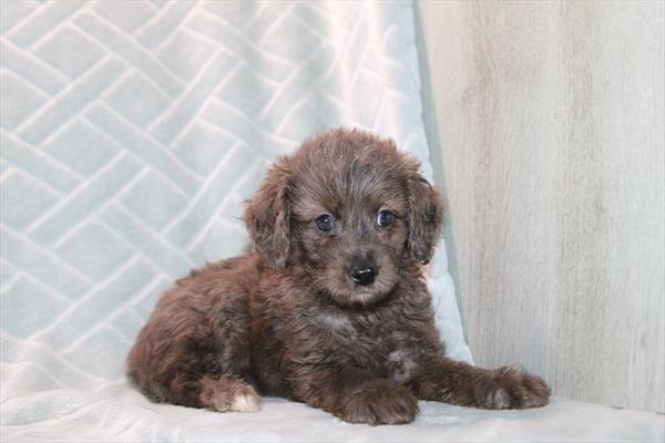 [#261568-05] Blue Merle M Goldendoodle Mini F1b Puppies For Sale