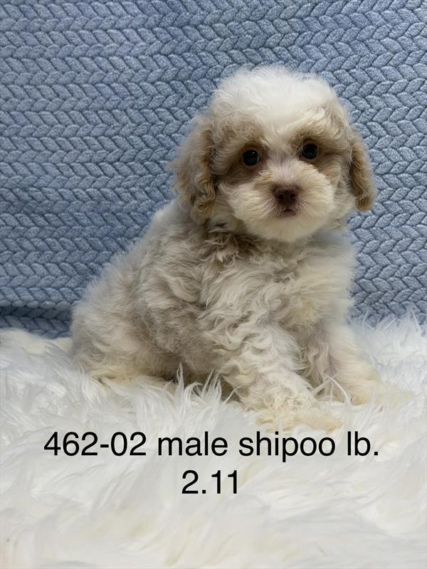 [#261462-02] White M ShihPoo Puppies For Sale