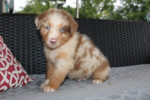 Petland Kennesaw, Georgia Australian Shepherd puppy available