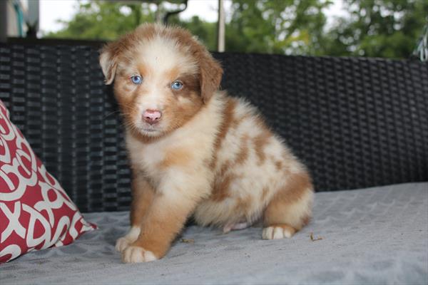 [#261821-05] Red Merle M Australian Shepherd Puppies For Sale