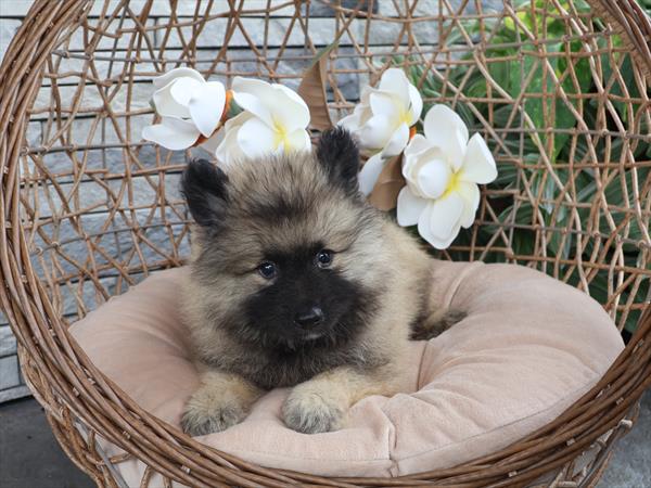 [#262212-02] Gray Cream / Black M Keeshond Puppies For Sale