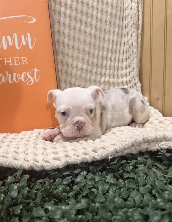 [#261960-04] Lilac Merle F Beabull Puppies For Sale