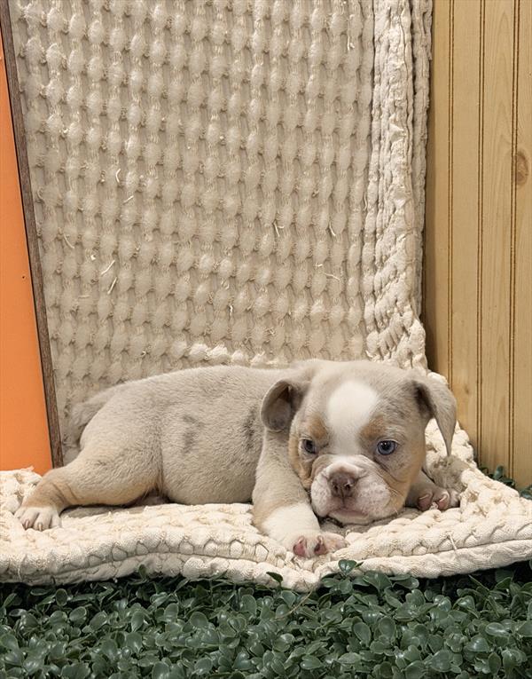[#261959-01] Lilac Merle M Victorian Bulldog Puppies For Sale