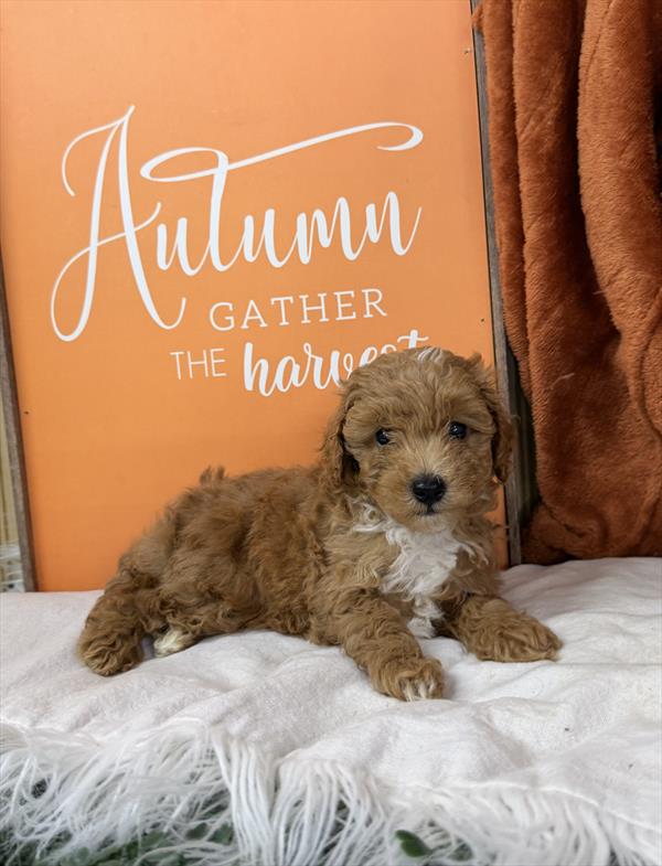 [#261812-03] Red M Poodle Mini Puppies For Sale